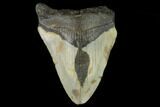 Bargain, Fossil Megalodon Tooth - North Carolina #124802-1
